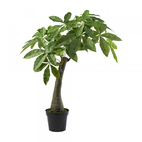 Vorbestellung: (020) Pachira Baum