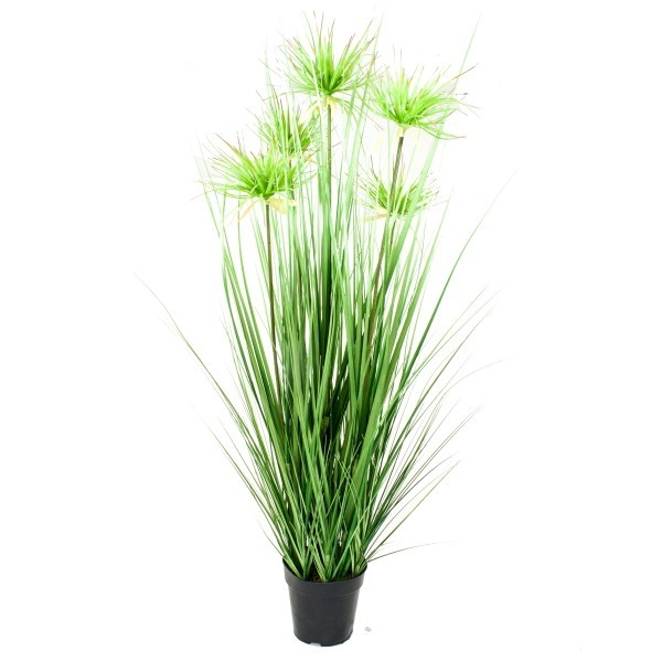 Cyperus-Gras Topf