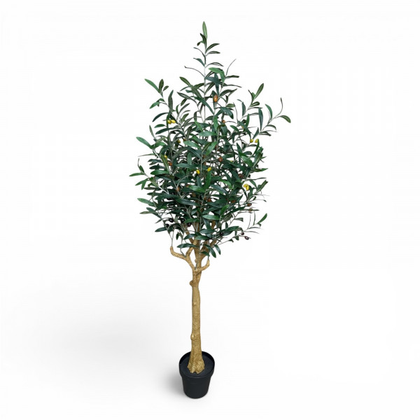 Oliven Baum "Charlotte"