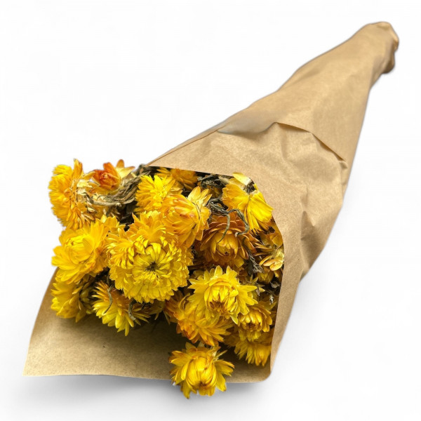 Helichrysum
